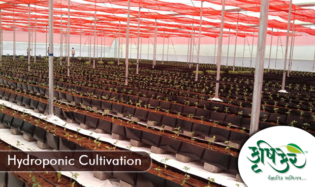 Krushicare GreenHouse hydroponic cultivation GUJARAT, India.