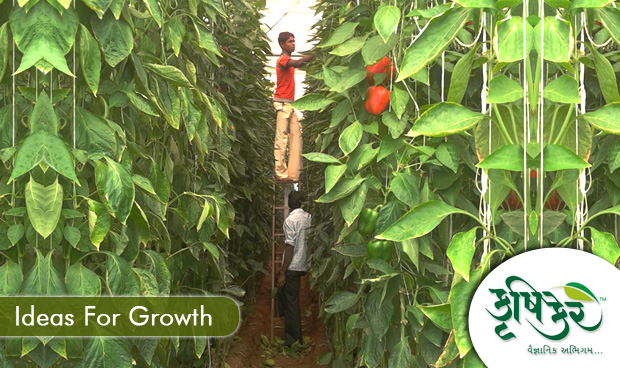 Ideas For Growth-Krushicare Greehouse Consultancy